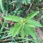 Saponaria officinalisFlor