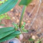 Diodia virginiana Fruit