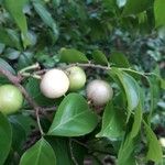 Casearia decandra Fruto