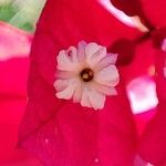 Bougainvillea spp. Квітка
