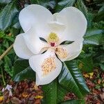 Magnolia virginiana Kvet