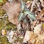 Chimaphila maculataLehti