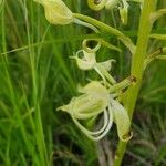 Habenaria helicoplectrum Λουλούδι