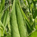 Cirsium monspessulanum Leaf