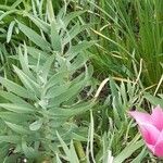 Fritillaria persica Habitat