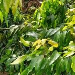 Mangifera indica অভ্যাস