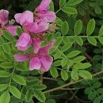 Indigofera heterantha Flower