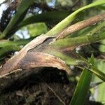 Ornithidium fulgens Écorce