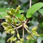 Viburnum × burkwoodii ফল