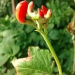 Phaseolus coccineus Fruit