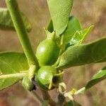 Tricalysia cryptocalyxFruit