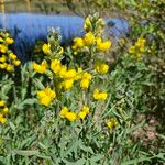 Thermopsis gracilisFlower