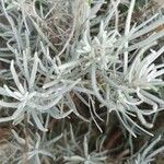 Helichrysum italicum Blad