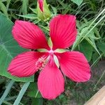 Hibiscus coccineus Kukka