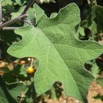 Solanum trilobatum Levél