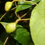 Rinorea hummelii Fruit