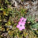 Dianthus pavoniusFlower