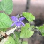Viola cucullata Fiore