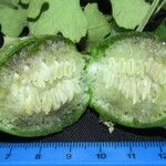 Luffa operculata Fruit