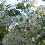 Clematis virginiana Flor