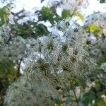 Clematis virginiana Flower