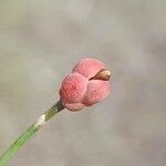 Ephedra distachya Fruit