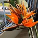 Strelitzia reginaeപുഷ്പം