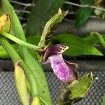 Zygopetalum maculatum Flower