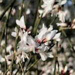 Retama raetam Fleur