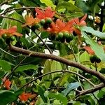 Ochna serrulata অভ্যাস