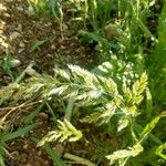 Trisetum paniceum 果実