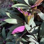 Tradescantia spathacea Blomst