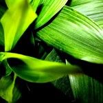 Aspidistra lurida List