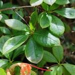 Rhododendron arborescens Deilen