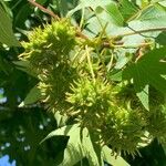 Liquidambar styraciflua Mbuma