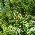 Abies balsamea 其他