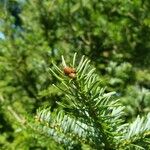 Abies balsamea Άλλα