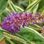 Veronica × andersonii Цвят