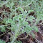 Cotula lineariloba Листок