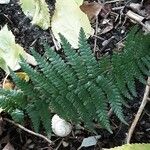 Dryopteris affinis Leaf