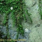 Arenaria balearica Otro