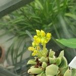 Aeonium canariense Kvet