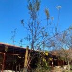 Aristotelia chilensis Fuelha