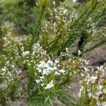 Conospermum taxifolium Habitus