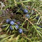 Juniperus communis Плід