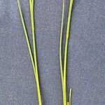 Juncus alpinoarticulatus Лист