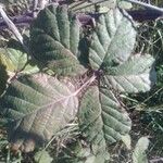 Rubus ulmifolius Feuille