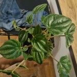 Peperomia albovittata Ліст