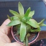 Haworthia cymbiformis