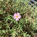 Cistus parviflorusКветка